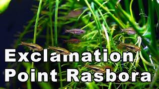 Want Small Fish? You Need the Exclamation Point Rasbora -  Care and Breeding!