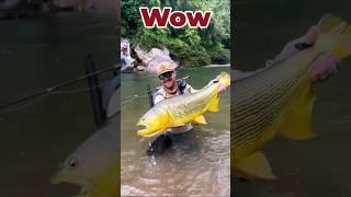 Wow! Big Colorful Fish