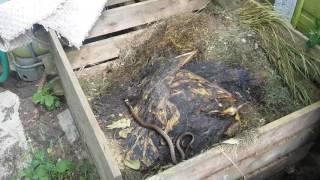 Grass snake in compost bin.