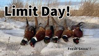 Pheasants in SNOW! North Dakota LIMIT!