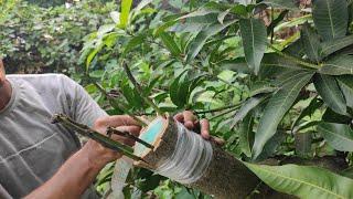 bark Grafting on 10 year old Big mango tree /छाल कलम १० साल के आम पेड़ पर