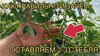 Формировка томатов в 2-3 стебля. Для увеличения урожая на мелкоплодных сортах.