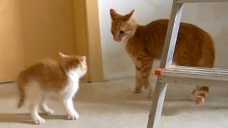 Little Kitten vs. Big Cat