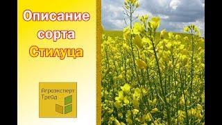 Озимый Рапс Стилуца , описание сорта  = семена в Украине