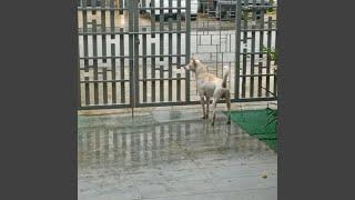 Shiro in the Rain