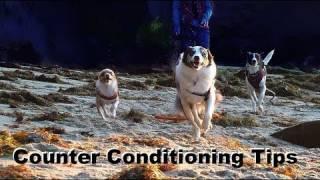 Dog Training Tip of the Day- Counter Conditioning- clicker dog training