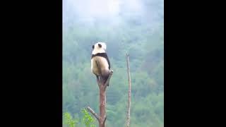 Хорошо Сидим!#Панда на дереве#Приколы с животными.Funny Cute #panda #animals