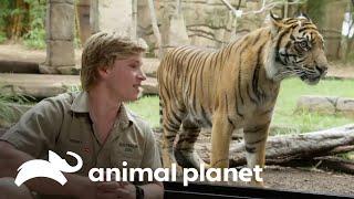 El emocionante encuentro de cuatro tigres de Sumatra | Los Irwin | Animal Planet