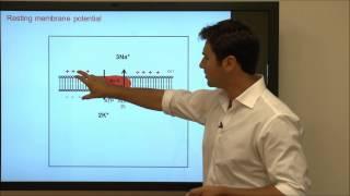 Membrane Potential - Tutorial