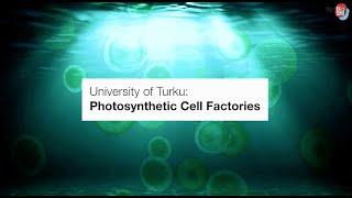 Photosynthetic cell factories