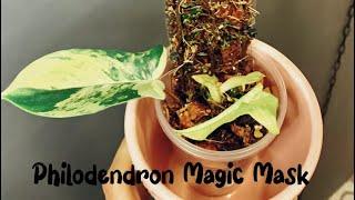 Филодендрон Mагическая Маска Philodendron Magic Mask