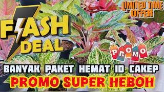 PROMO SUPER HEBOH,,, BANYAK PAKET HEMAT AGLAONEMANYA CAKEP-CAKEP. Eps 1195