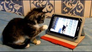 Funny kitten. The kitten is watching the video. Kitten Watson.