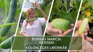 Különleges uborkafélék - Borbás Marcsi: Kertem