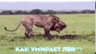 КАК УМИРАЕТ ЛЕВ