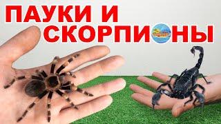 Пауки птицееды. Наша небольшая коллекция пауков и скорпионов | Spiders and scorpions.