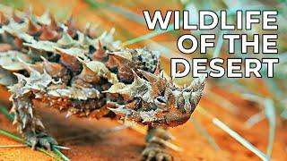 World of the Wild | Episode 9: The Deserts | Free Documentary Nature