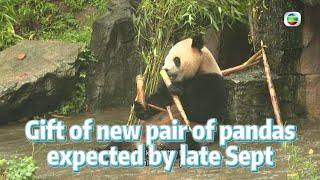 TVB News | 17 Aug 2024 | Gift of new pair of pandas expected by late Sept