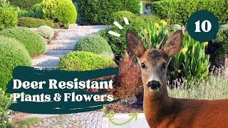 10 Great Deer Resistant Plants and Flowers For Your Garden  Deer Resistant Perennial Plants