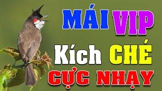 CHÀO MÀO MÁI KÍCH TRỐNG CĂNG LỬA  - CÁCH KÍCH LỬA CHÀO MÀO SỔ BỌNG HÓT CHÉ #chàomàohót