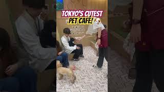 Exploring Tokyo’s Cutest Pet Café!  Come along as I cuddle with adorable animals  #tokyocafe