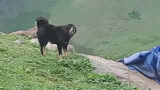 bakarwal dogs of wardvan valley jammu and kashmir