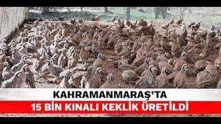 Kahramanmaraş’ta 15 bin kınalı keklik üretildi