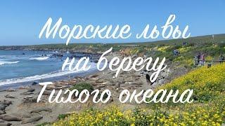 Морские львы отдыхают на берегу Тихого океана