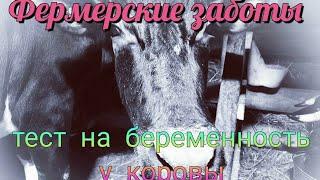 Как проверить корову на стельность//Тест на молоке народный способ//How to check a cow for pregnancy