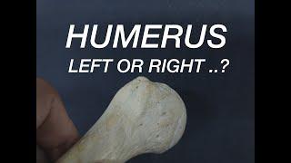 HUMERUS - SIDE DETERMINATION