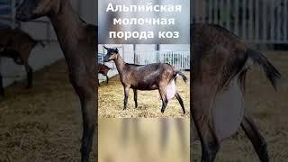 Альпийская порода коз. Высокоудойное козоводство