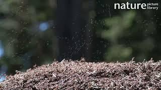 Slow motion clip of Wood ants on anthill, squirting formic acid to repel threat, Germany