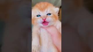 crying kitten , anak kucing menangis#catmeow  #shorts #meowing #catvideos