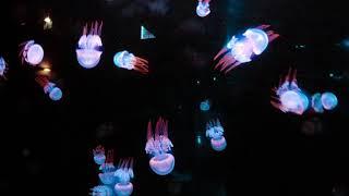 Jellyfish Aquarium Experience