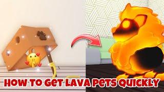 How to get Lava pets Quickly from lures in adopt me