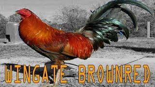 Wingate Brownred Fowls