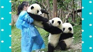 FUNNY and CUTE PANDA will make you LAUGH YOUR HEAD OFF | Funny Babies and Pets