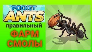 Pocket ants правильный фарм смолы