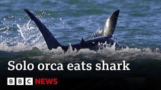 Killer whale hunts and eats great white shark | BBC News