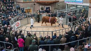 Simmental Bull Sale (14 Bulls prices 10,000 gns - 21,000 gns) at Stirling February 19th 2017