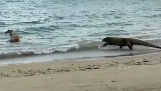 The reality of wild life || Komodo catches deer in the sea