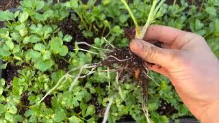 ASMR High Tunnel Planting: Sweet Peas and Ranunculus for Spring