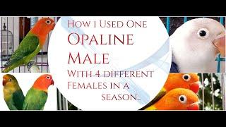 How I used One male Opaline with 4 Different Females | Parblue | Blue opaline | Euwing |