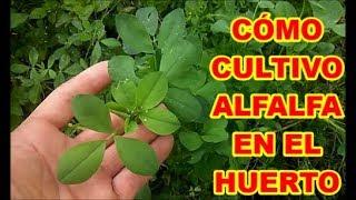 CULTIVO DE ALFALFA, CÓMO LO HICE,  RARO PERO EFECTIVO [][][] EL TERREAGL DE RAY