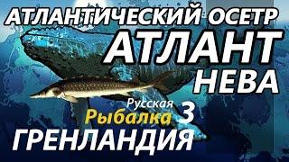 Атлантический осетр Нева КАЧ / РР3 [ Русская Рыбалка 3,9 Гренландия ]