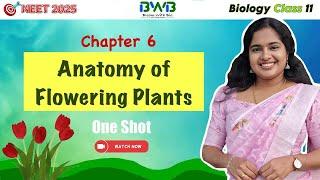 Anatomy of Flowering Plants | Chapter 6 | Class 11 Biology | NEET 2025 | One-Shot Quick Revision