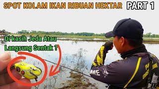 Di jeda atau Langsung di Sentak Saat Soft frog di Sambar || Casting Ikan gabus Umpan Soft Frog