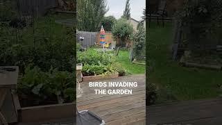 F*CK'n Birds invading the garden.