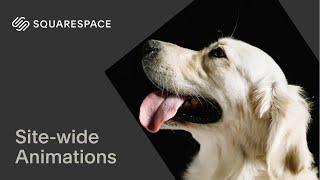 How to Add Site-wide Animations | Squarespace 7.1