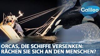 Orcas, die Schiffe versenken: Rächen sie sich an den Menschen?